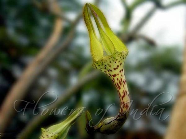 Leafless Goglet Flower